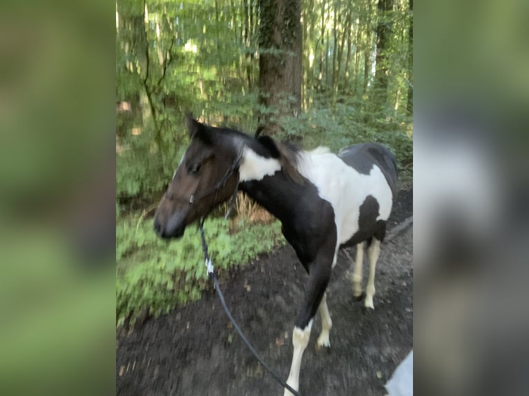 Paint Horse Stute 1 Jahr 149 cm Tobiano-alle-Farben in Preußisch Oldendorf