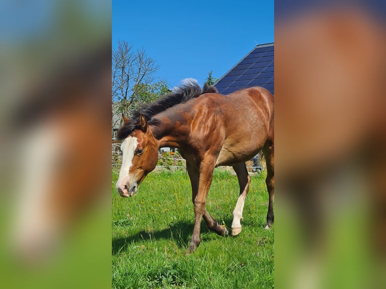 Paint Horse Stute 1 Jahr 150 cm Brauner in Neukirch/Lausitz