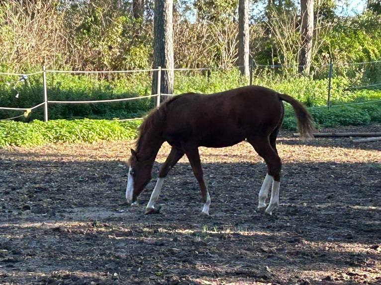 Paint Horse Stute 1 Jahr 150 cm Overo-alle-Farben in Steinebrunn