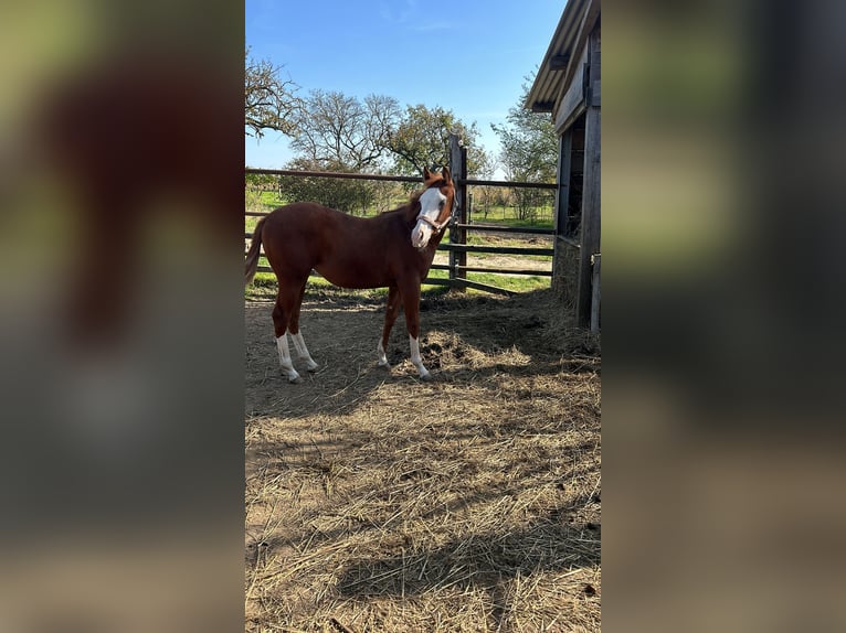 Paint Horse Stute 1 Jahr 150 cm Overo-alle-Farben in Steinebrunn