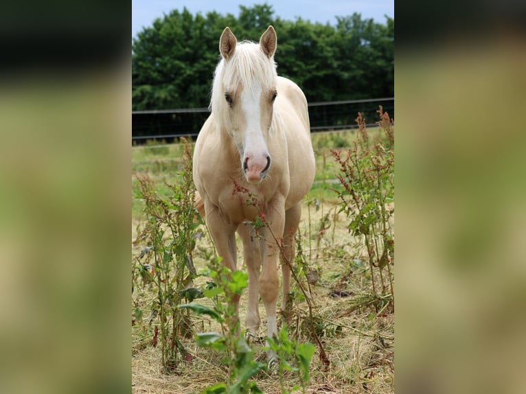 Paint Horse Stute 1 Jahr 150 cm Palomino in Hellenthal