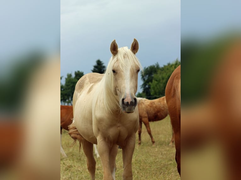 Paint Horse Stute 1 Jahr 150 cm Palomino in Hellenthal