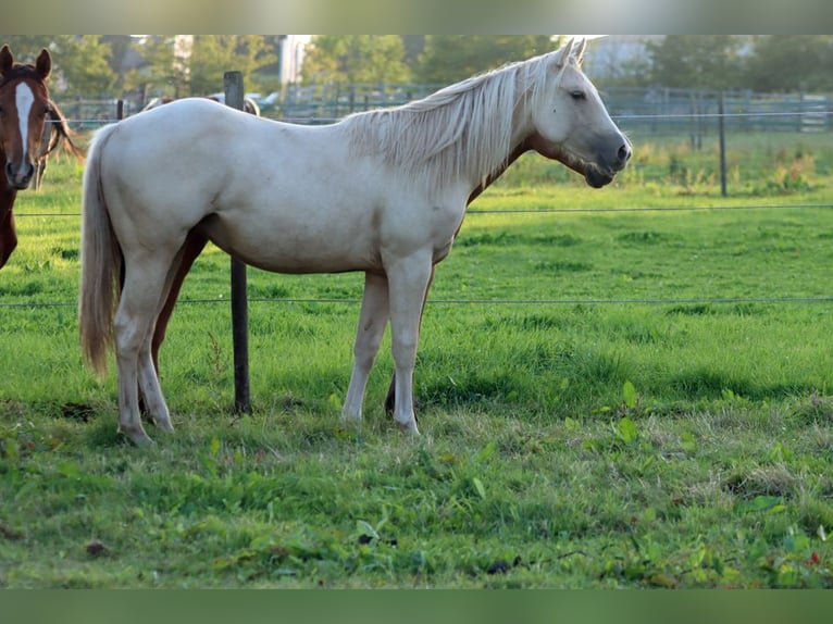 Paint Horse Stute 1 Jahr 150 cm Palomino in Hellenthal