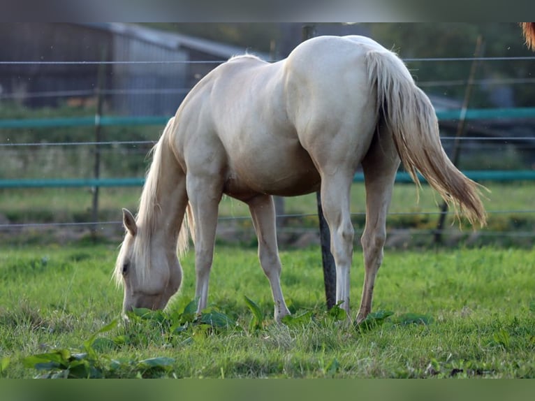 Paint Horse Stute 1 Jahr 150 cm Palomino in Hellenthal