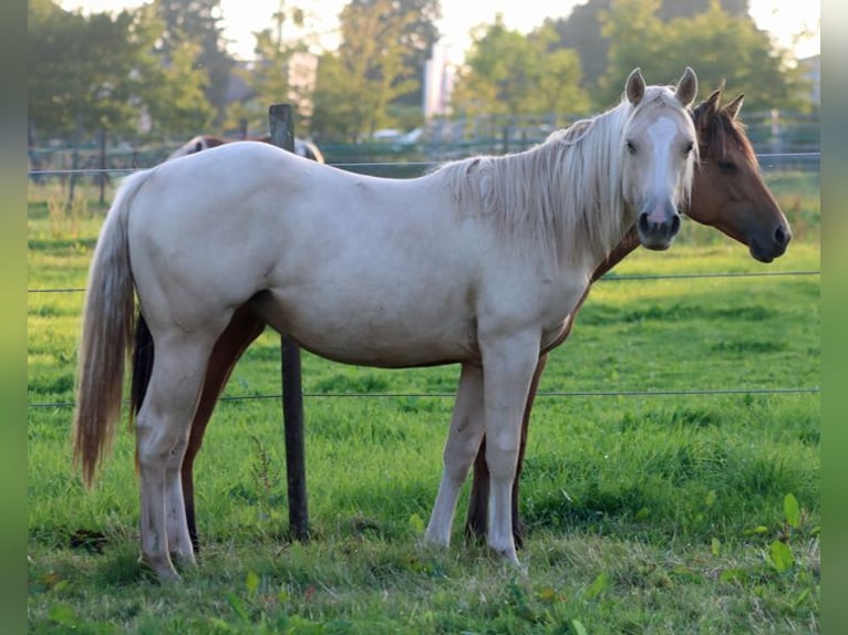 Paint Horse Stute 1 Jahr 150 cm Palomino in Hellenthal