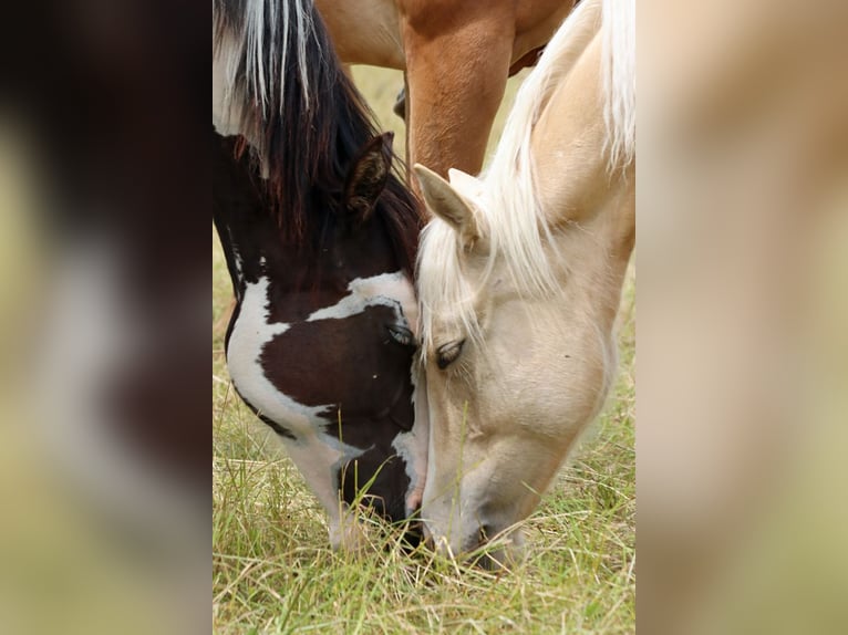 Paint Horse Stute 1 Jahr 150 cm Palomino in Hellenthal