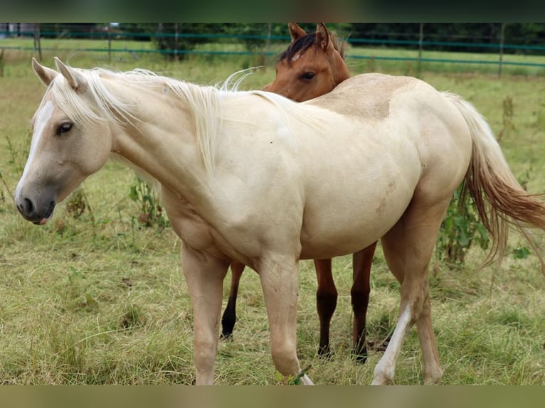 Paint Horse Stute 1 Jahr 150 cm Palomino in Hellenthal