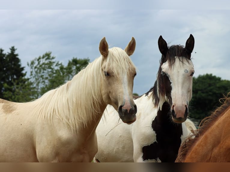 Paint Horse Stute 1 Jahr 150 cm Palomino in Hellenthal