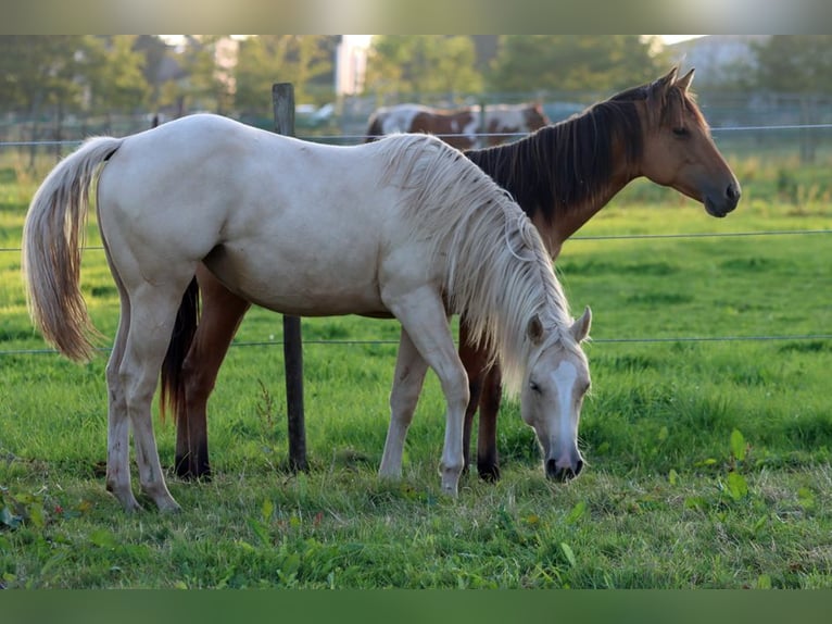 Paint Horse Stute 1 Jahr 150 cm Palomino in Hellenthal