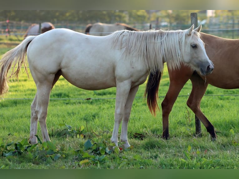 Paint Horse Stute 1 Jahr 150 cm Palomino in Hellenthal