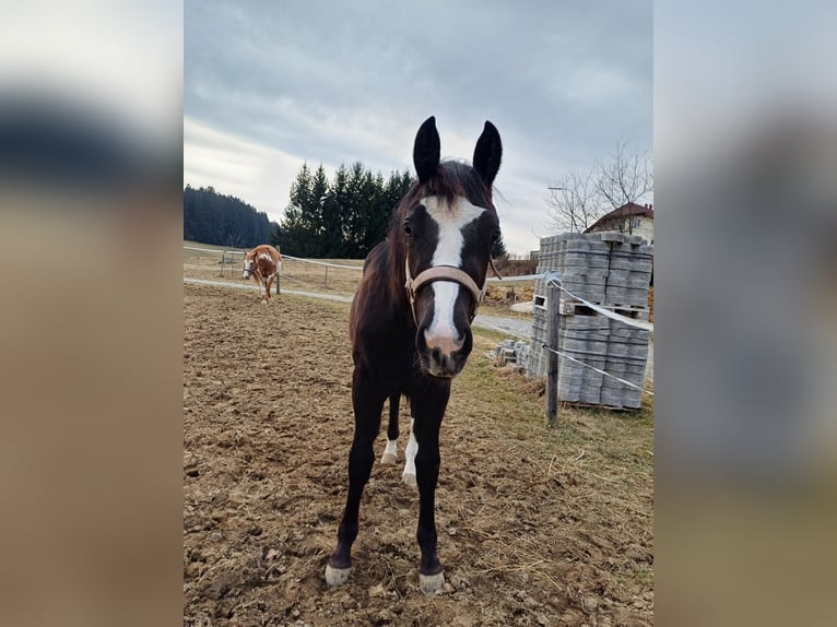 Paint Horse Mix Stute 1 Jahr 150 cm Rappe in Oberkappel