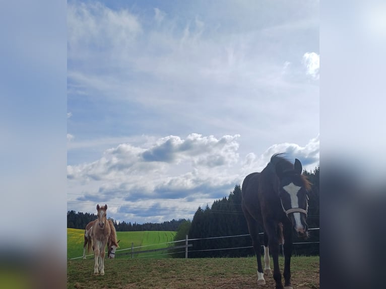 Paint Horse Mix Stute 1 Jahr 150 cm Rappe in Oberkappel