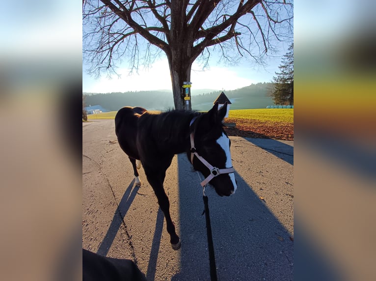 Paint Horse Mix Stute 1 Jahr 150 cm Rappe in Oberkappel