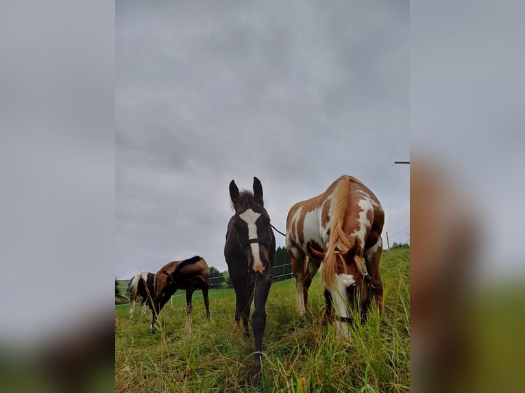 Paint Horse Mix Stute 1 Jahr 150 cm Rappe in Oberkappel