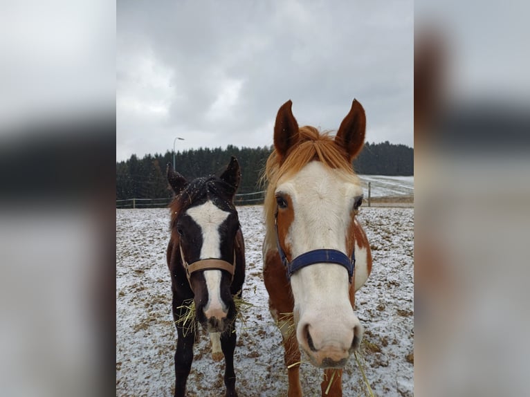 Paint Horse Mix Stute 1 Jahr 150 cm Rappe in Oberkappel