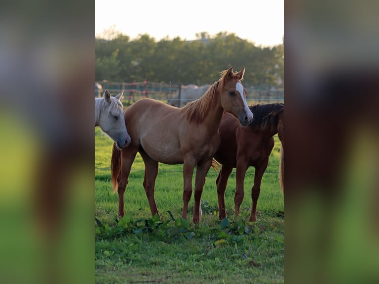 Paint Horse Stute 1 Jahr 150 cm Red Dun in Hellenthal