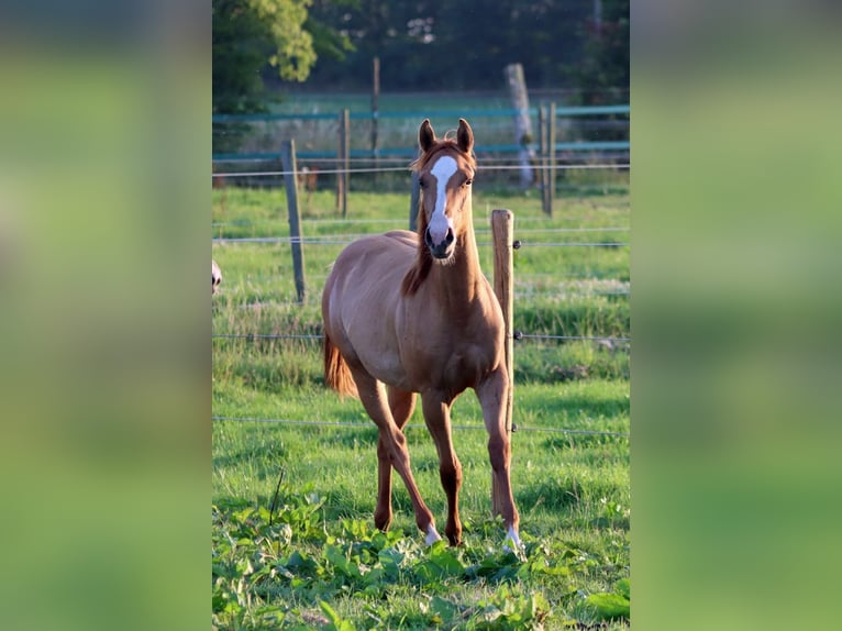 Paint Horse Stute 1 Jahr 150 cm Red Dun in Hellenthal