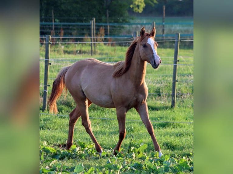 Paint Horse Stute 1 Jahr 150 cm Red Dun in Hellenthal