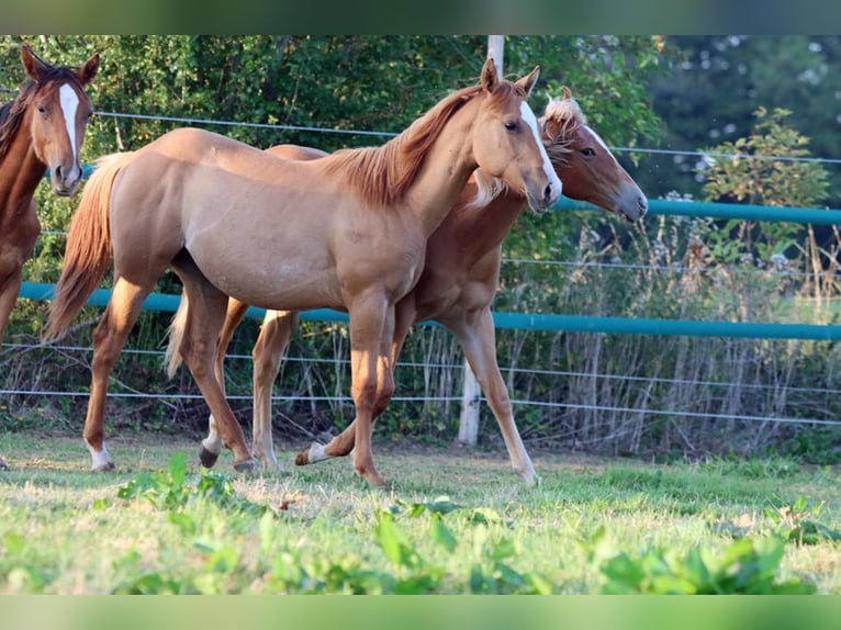 Paint Horse Stute 1 Jahr 150 cm Red Dun in Hellenthal
