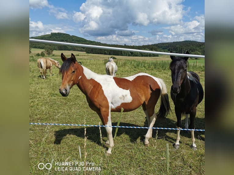 Paint Horse Stute 1 Jahr 150 cm Schecke in Betteldorf