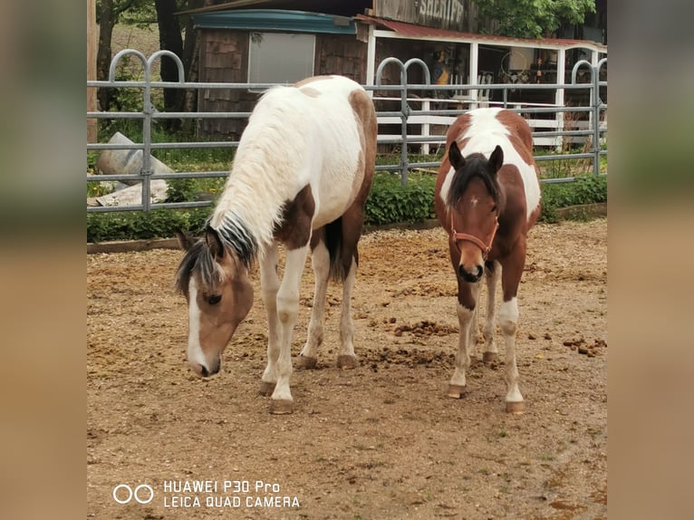 Paint Horse Stute 1 Jahr 150 cm Schecke in Betteldorf