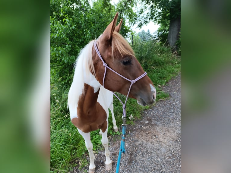 Paint Horse Stute 1 Jahr 150 cm Tobiano-alle-Farben in Weida