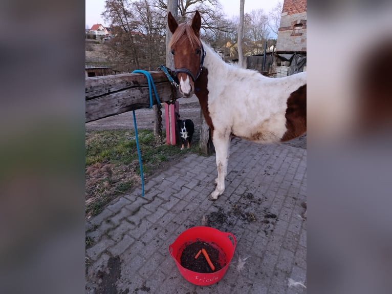 Paint Horse Stute 1 Jahr 150 cm Tobiano-alle-Farben in Weida