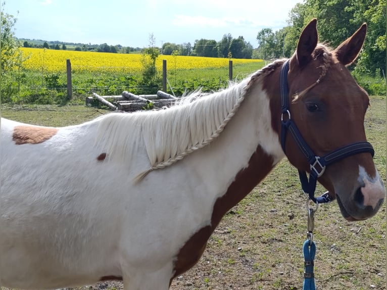 Paint Horse Stute 1 Jahr 150 cm Tobiano-alle-Farben in Weida