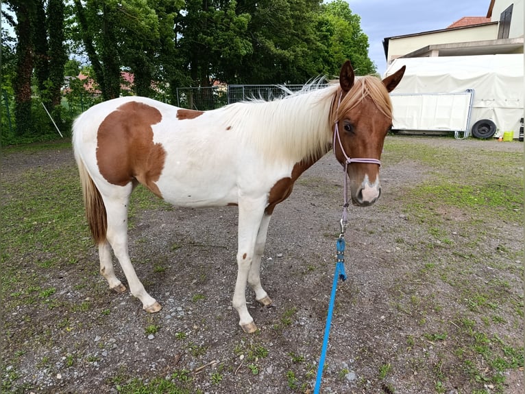 Paint Horse Stute 1 Jahr 150 cm Tobiano-alle-Farben in Weida