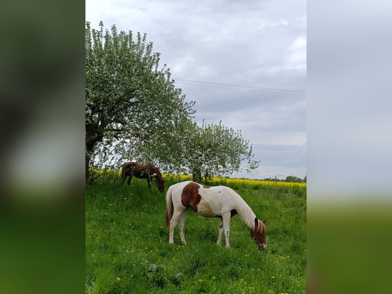 Paint Horse Stute 1 Jahr 150 cm Tobiano-alle-Farben in Weida