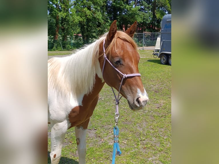 Paint Horse Stute 1 Jahr 150 cm Tobiano-alle-Farben in Weida