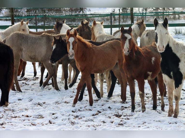Paint Horse Stute 1 Jahr 150 cm in Hellenthal