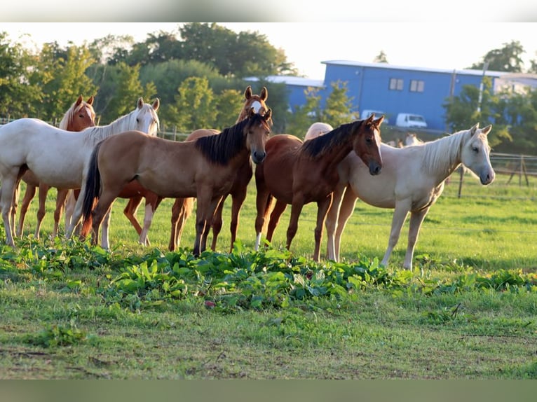 Paint Horse Stute 1 Jahr 150 cm in Hellenthal
