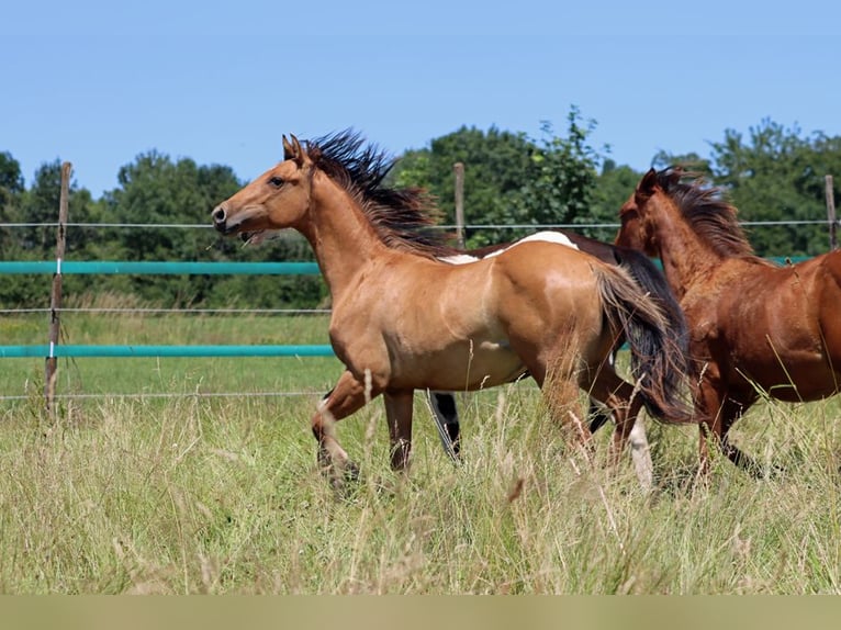 Paint Horse Stute 1 Jahr 150 cm in Hellenthal