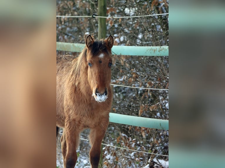 Paint Horse Stute 1 Jahr 150 cm in Hellenthal
