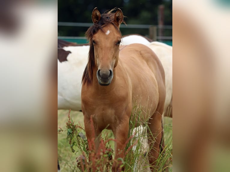 Paint Horse Stute 1 Jahr 150 cm in Hellenthal