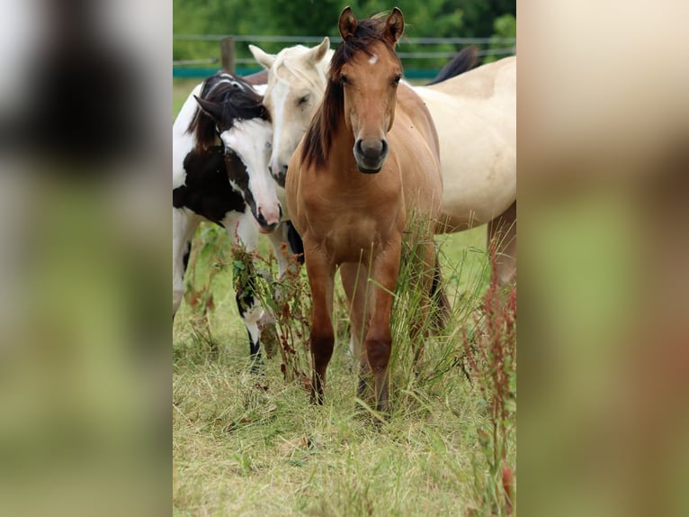 Paint Horse Stute 1 Jahr 150 cm in Hellenthal