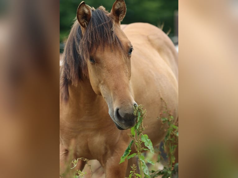 Paint Horse Stute 1 Jahr 150 cm in Hellenthal