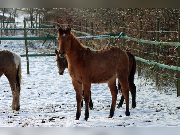 Paint Horse Stute 1 Jahr 150 cm in Hellenthal