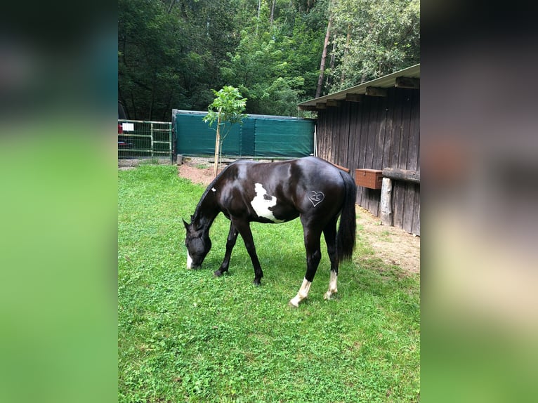 Paint Horse Stute 1 Jahr 151 cm Overo-alle-Farben in Bebra