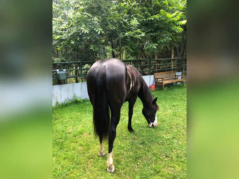 Paint Horse Stute 1 Jahr 151 cm Overo-alle-Farben in Bebra