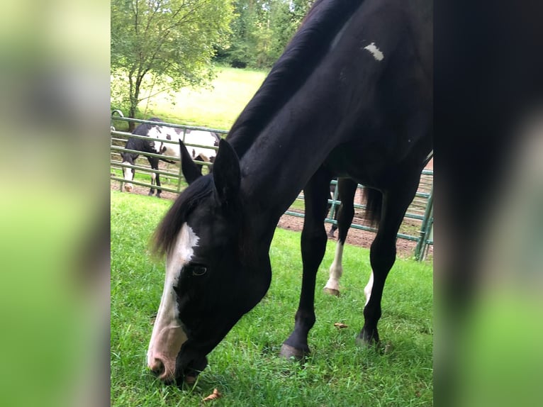 Paint Horse Stute 1 Jahr 151 cm Overo-alle-Farben in Bebra