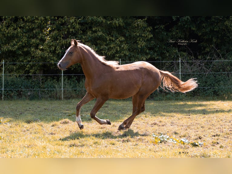 Paint Horse Stute 1 Jahr 152 cm Dunkelfuchs in Lahn