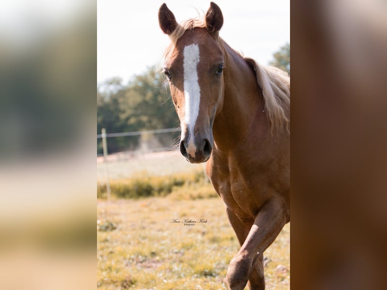 Paint Horse Stute 1 Jahr 152 cm Dunkelfuchs in Lahn