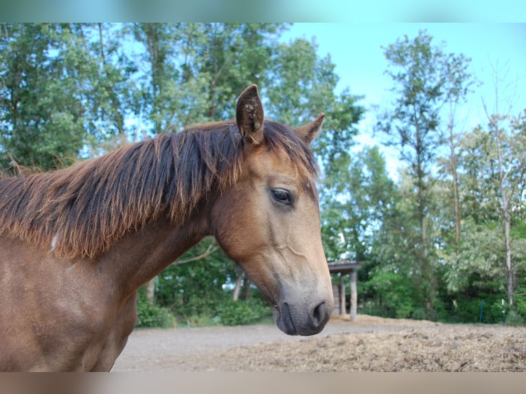 Paint Horse Stute 1 Jahr 152 cm Tobiano-alle-Farben in Angerm&#xFC;nde