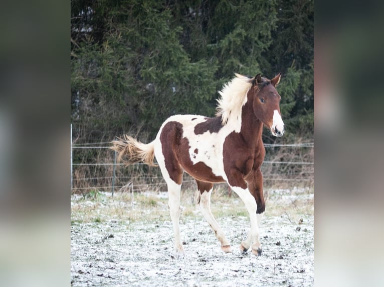 Paint Horse Stute 1 Jahr 152 cm Tobiano-alle-Farben in Danstedt