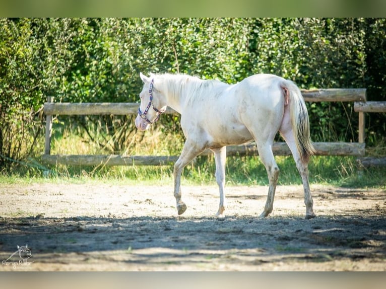 Paint Horse Stute 1 Jahr 152 cm in Danstedt