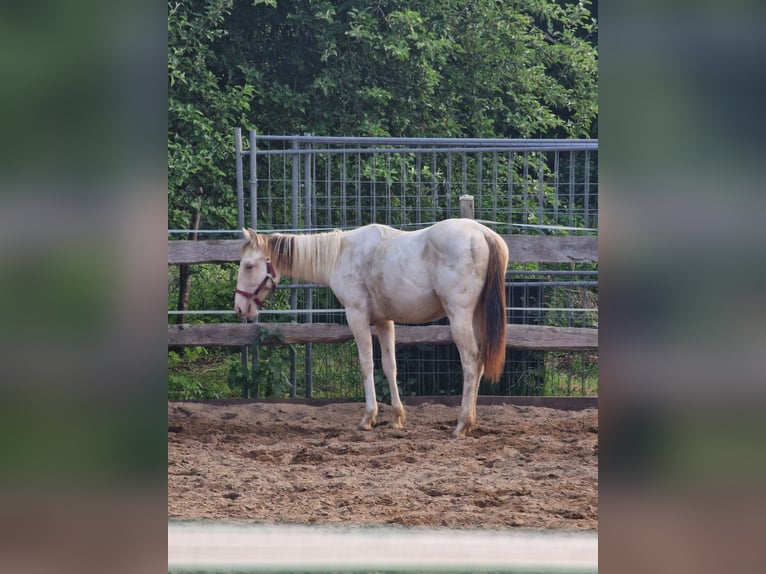Paint Horse Stute 1 Jahr 153 cm Champagne in Burgdorf Paint Horse Stute 1 Jahr 153 cm Champagne in Burgdorf