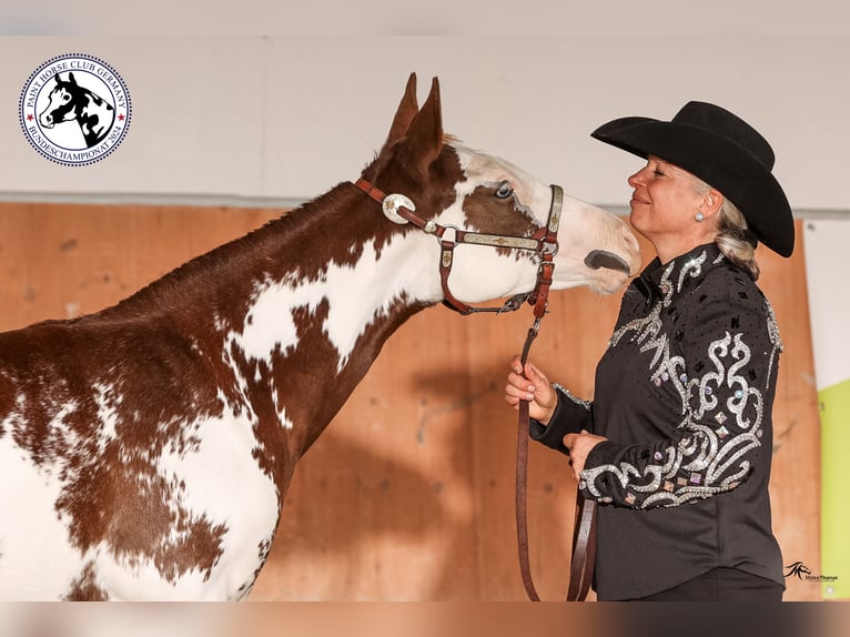 Paint Horse Stute 1 Jahr 153 cm Overo-alle-Farben in EgmatingEgmating