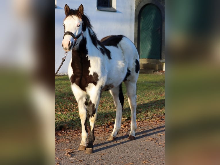 Paint Horse Stute 1 Jahr 153 cm Overo-alle-Farben in Hellenthal